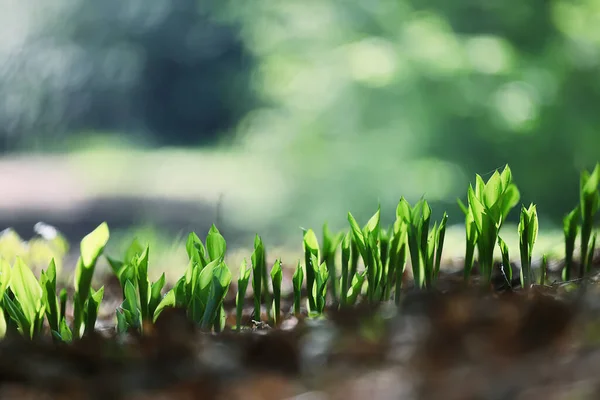 Κρίνα Της Κοιλάδας Φύλλα Πράσινο Φόντο Φύση Φρέσκο Πράσινο Υφή — Φωτογραφία Αρχείου