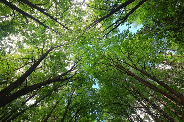 緑の公園の晴れた夏の日美しい景観の木の背景 — ストック写真