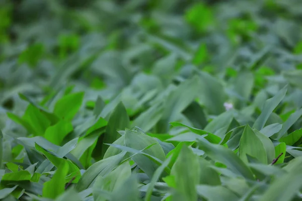 Лілії Долини Листя Зеленого Фону Природа Свіжа Зелена Текстура Саду — стокове фото