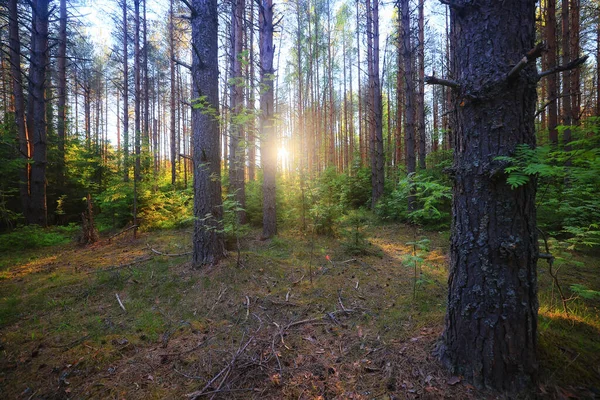 Jehličnatý Les Léto Krajina Zelené Stromy Venkovní Pozadí Příroda — Stock fotografie