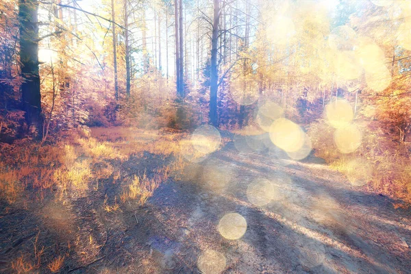 Orange Herbst Fallende Blätter Herbst Hintergrund Gelb Äste Ahorn — Stockfoto