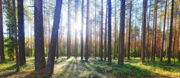 Κωνοφόρα Δάση Καλοκαιρινό Τοπίο Πράσινα Δέντρα Υπαίθρια Φύση — Φωτογραφία Αρχείου