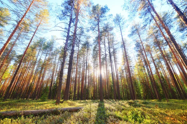 Słoneczny Letni Dzień Zielonym Parku Piękne Drzewa Krajobrazowe Tło — Zdjęcie stockowe