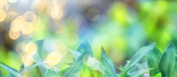 Bunga Lili Lembah Ini Meninggalkan Latar Belakang Hijau Tekstur Taman — Stok Foto