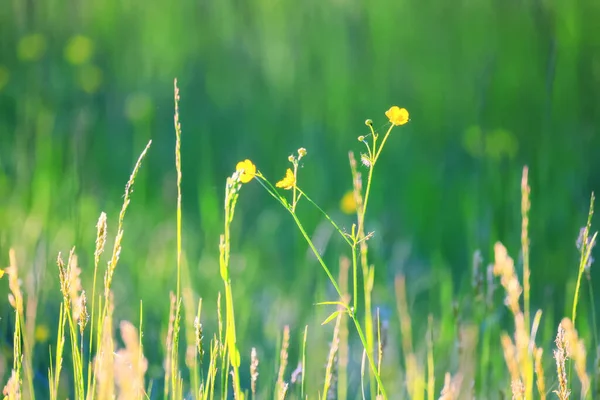 Grönt Gräs Färska Skott Vete Grönt Gräs Fält Sommar Bakgrund — Stockfoto