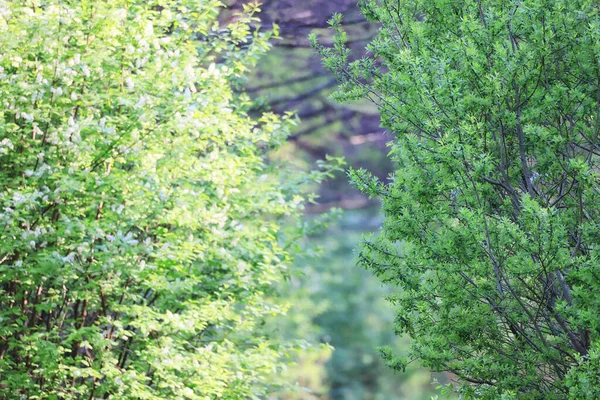 Feuilles Vertes Arbres Branches Fond Été Résumé Saison Été Nature — Photo