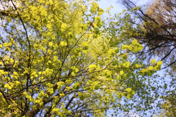 Groene Bladeren Boom Takken Achtergrond Zomer Abstract Seizoen Zomer Natuur — Stockfoto