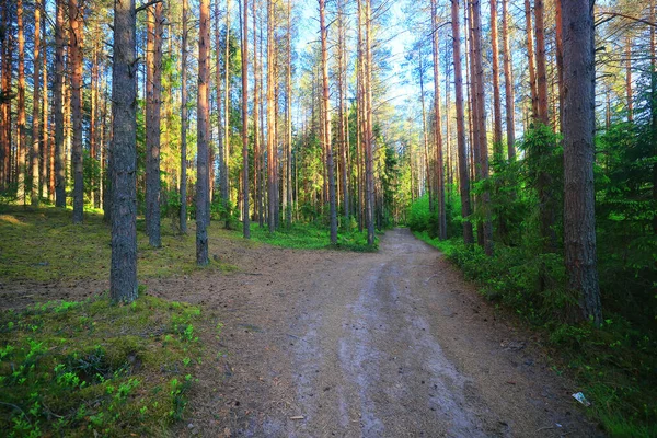 Las Iglasty Lato Krajobraz Zielony Drzewa Zewnątrz Tło Natura — Zdjęcie stockowe