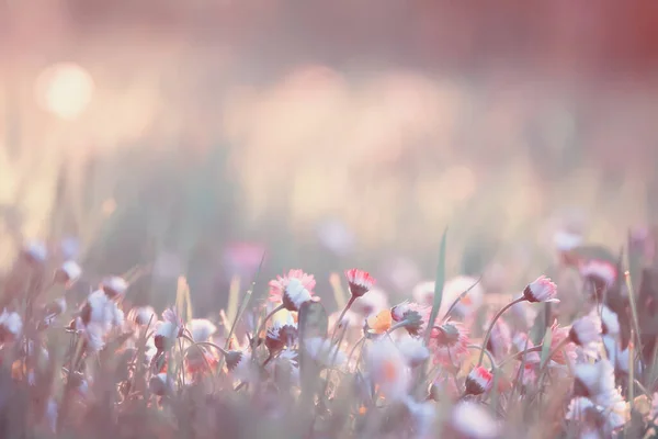 Blumen Gänseblümchen Hintergrund Sommer Natur Feld Grün Blühende Bunte Gänseblümchen — Stockfoto