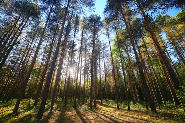 Słoneczny Letni Dzień Zielonym Parku Piękne Drzewa Krajobrazowe Tło — Zdjęcie stockowe
