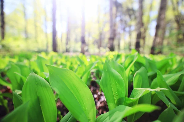 Lelies Van Vallei Bladeren Groene Achtergrond Natuur Frisse Groene Tuin — Stockfoto