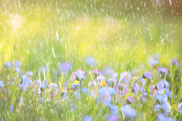 Bahar Yağmuru Çiçekleri Arka Planda Çiçek Açar Doğa Taze Yeşil — Stok fotoğraf