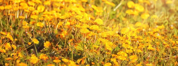 Gul Maskros Fält Bakgrund Abstrakt Panorama Gul Blomma Blommande Maskrosor — Stockfoto