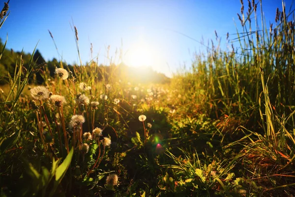 Sommar Fält Gräs Blommor Sol Bakgrund — Stockfoto