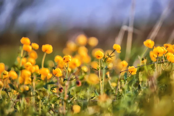 Baddräkt Vilda Gula Blommor Natur Sommarfält Med Blommor Abstrakt Vacker — Stockfoto