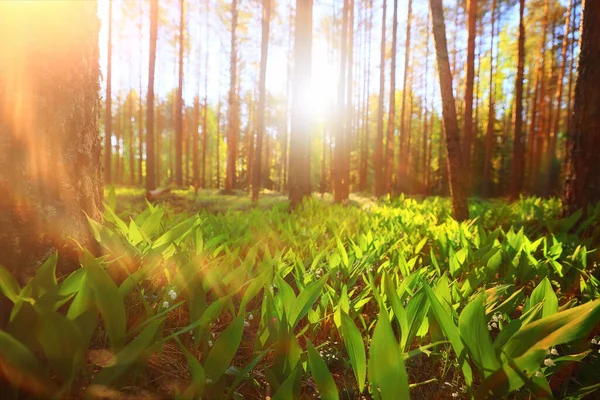 Ensoleillé Journée Été Dans Parc Verdoyant Beau Paysage Arbres Fond — Photo