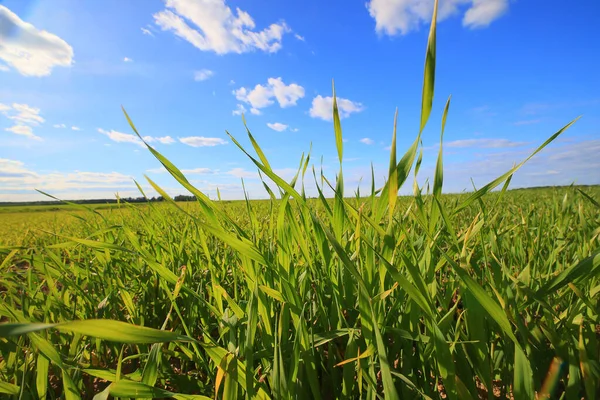 Green Grass Fresh Shoots Wheat Green Grass Field Summer Background — Stock Photo, Image