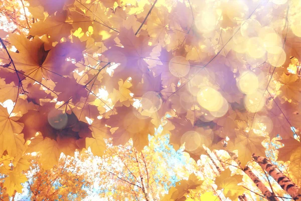 Oranžový Podzim Listí Podzim Pozadí Žluté Větve Javor — Stock fotografie