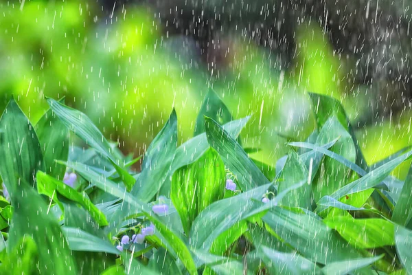 Vår Regn Blommor Bakgrund Blomma Fält Natur Färskt Grönt Vatten — Stockfoto