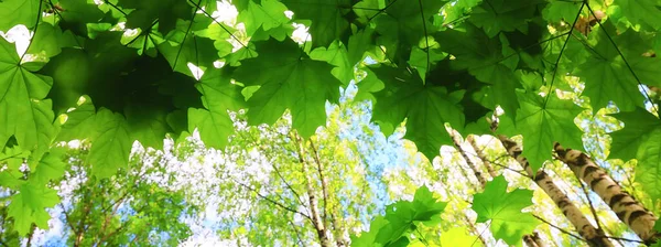 Cabang Daun Musim Panas Pohon Latar Hijau Maple Pertumbuhan Segar — Stok Foto