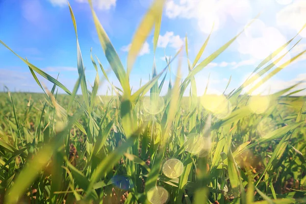 Green Grass Fresh Shoots Wheat Green Grass Field Summer Background — Stock Photo, Image