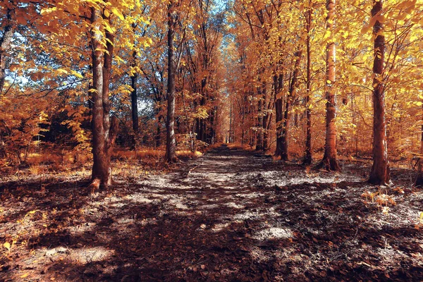 Herfst Landschap Achtergrond Mooi Geel Bos Herfst Seizoen Natuur Vallen — Stockfoto