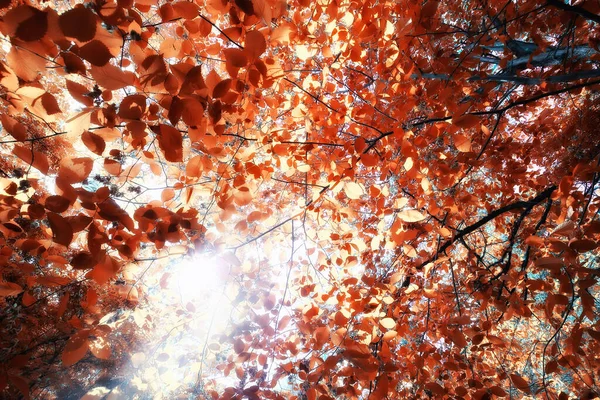 Orange Herbst Fallende Blätter Herbst Hintergrund Gelb Äste Ahorn — Stockfoto