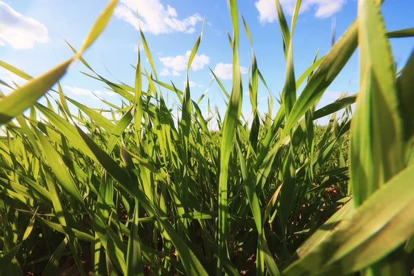 Green Grass Fresh Shoots Wheat Green Grass Field Summer Background — Stock Photo, Image