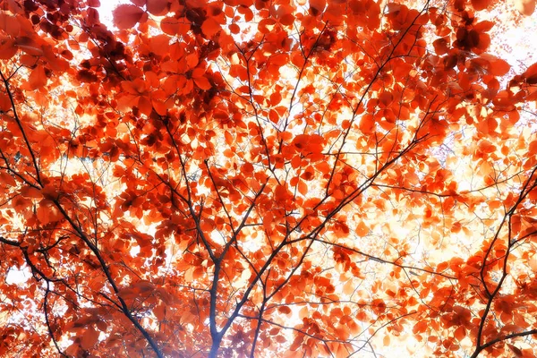 Oranje Vallende Bladeren Herfst Achtergrond Gele Takken Esdoorn — Stockfoto