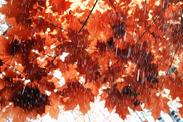 Regen Takken Glas Bomen Abstract Nat Venster Uitzicht Achtergrond Natuur — Stockfoto