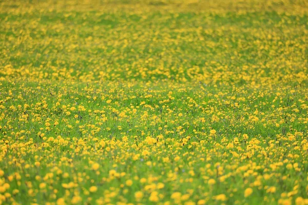 黄蒲公英地背景 抽象全景黄花盛开蒲公英 — 图库照片