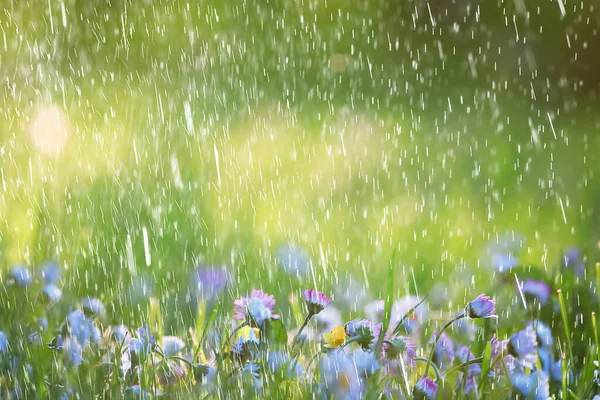 Spring Rain Flowers Background Bloom Field Nature Fresh Green Water — Stock Photo, Image