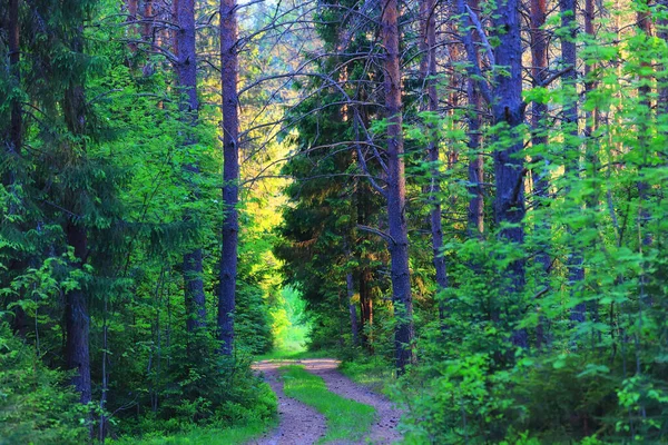 Jehličnatý Les Léto Krajina Zelené Stromy Venkovní Pozadí Příroda — Stock fotografie