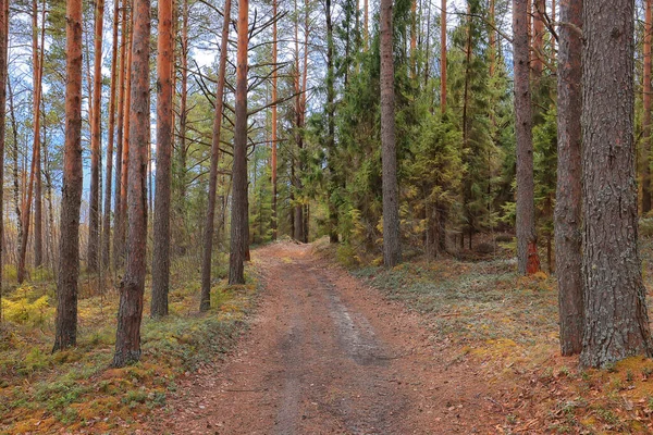 Coníferas Floresta Verão Paisagem Verde Árvores Livre Fundo Natureza — Fotografia de Stock