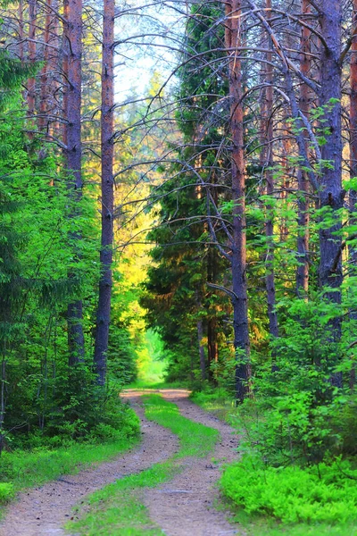 Хвойные Леса Летний Пейзаж Зеленые Деревья Открытый Фон Природа — стоковое фото