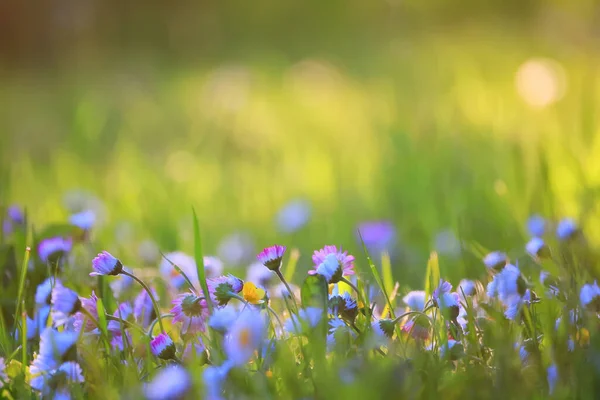 花の日背景夏の自然 フィールドグリーンの開花カラフルなデイジー — ストック写真