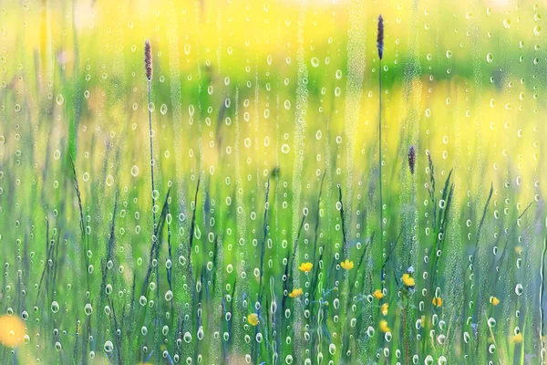 Tavasz Eső Virágok Háttér Virágos Mező Természet Friss Zöld Víz — Stock Fotó