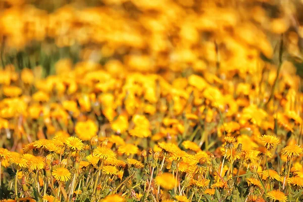 黄色いタンポポ畑の背景抽象的なパノラマ黄色の花のタンポポ — ストック写真