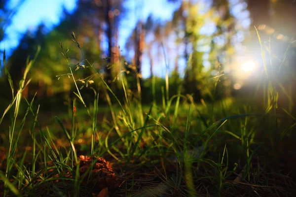 Sommar Fält Gräs Blommor Sol Bakgrund — Stockfoto