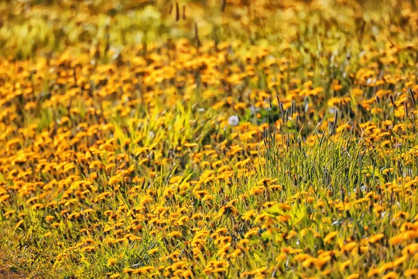 Gul Maskros Fält Bakgrund Abstrakt Panorama Gul Blomma Blommande Maskrosor — Stockfoto