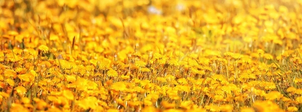 Yellow Dandelion Field Background Abstract Panorama Yellow Flower Blooming Dandelions — Stock Photo, Image