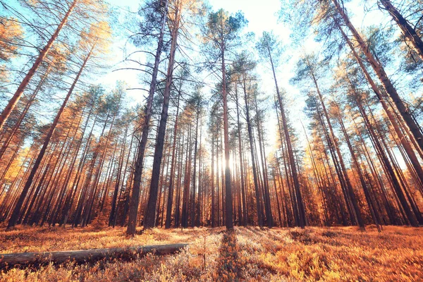 秋の風景背景美しい黄色の森秋の自然秋 — ストック写真