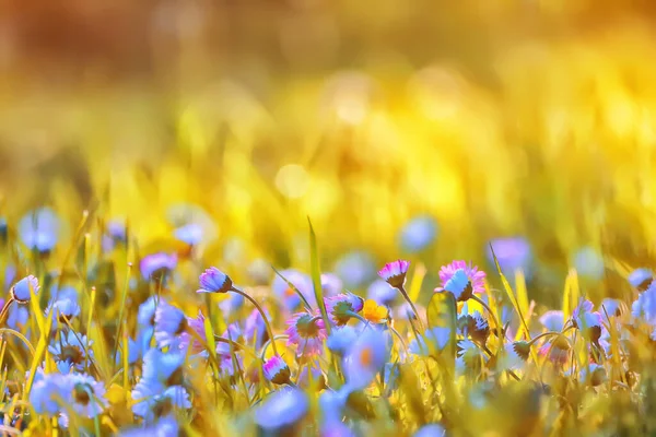 Blommor Prästkragar Bakgrund Sommar Natur Fält Grön Blommande Färgglada Prästkragar — Stockfoto