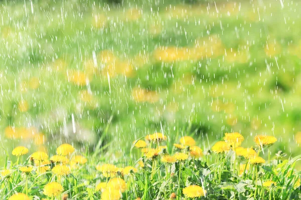 Żółty Mniszek Lekarski Pole Tło Abstrakcyjna Panorama Żółty Kwiat Kwitnące — Zdjęcie stockowe