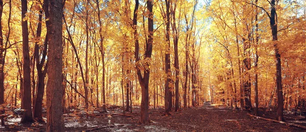 Otoño Paisaje Fondo Hermoso Bosque Amarillo Otoño Estación Naturaleza Otoño — Foto de Stock