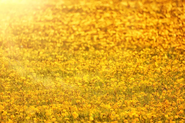 Yellow Dandelion Field Background Abstract Panorama Yellow Flower Blooming Dandelions — Stock Photo, Image