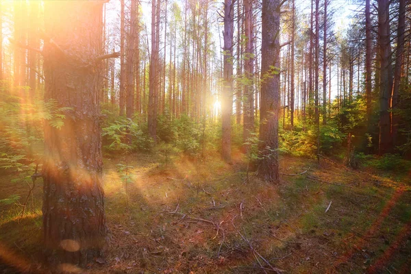 공원의 여름날아름다운 의나무들 — 스톡 사진