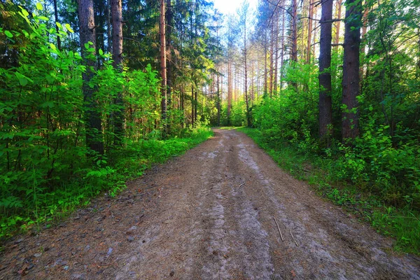 Jehličnatý Les Léto Krajina Zelené Stromy Venkovní Pozadí Příroda — Stock fotografie