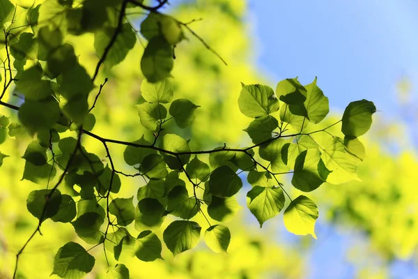 Hojas Verdes Árbol Ramas Fondo Verano Abstracto Estación Verano Naturaleza —  Fotos de Stock