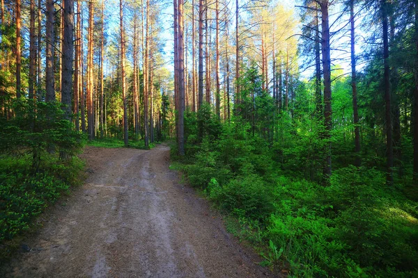 Bosque Coníferas Verano Paisaje Árboles Verdes Aire Libre Fondo Naturaleza —  Fotos de Stock